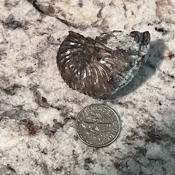 Ammonite, fossil, craft fossil, natural ammonite fossil, ammonite specimen. - Picture 1 of 9